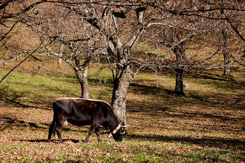 Cow grazing in chestnut wood Cow grazing in chestnut wood