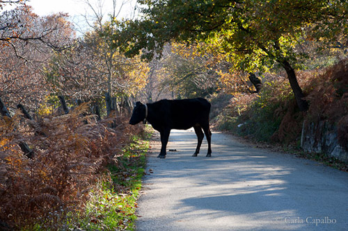 An Irpinian mountain road An Irpinian mountain road