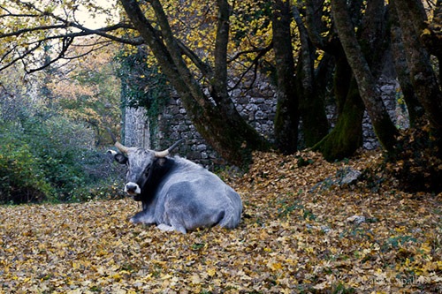 Cow resting in a chestnut wood, Irpinia Cow resting in a chestnut wood, Irpinia