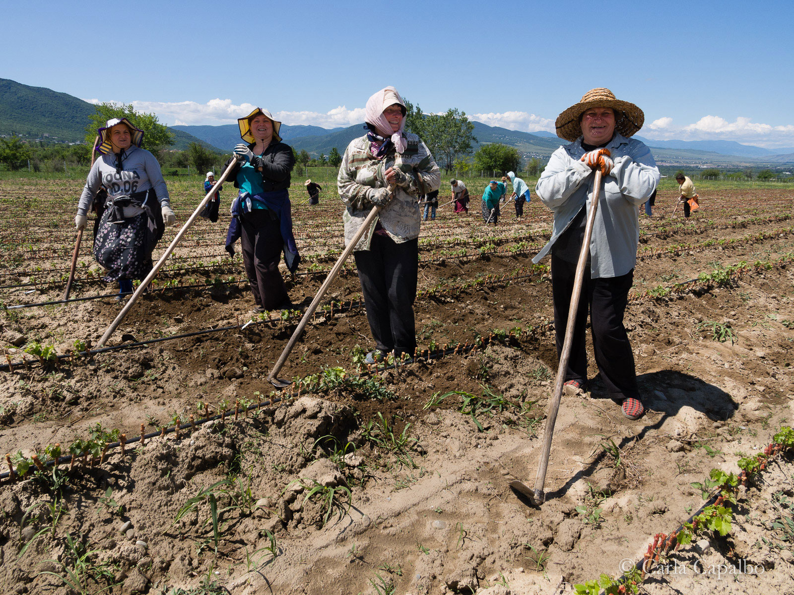 Vine nursery workers, Georgia